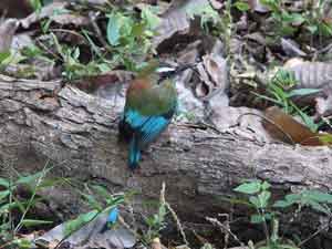 bird watching in costa rica
