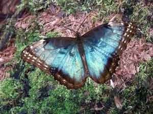 Blue morpho butterfly