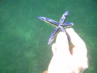 The cove is home to the blue startfish