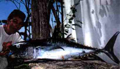 Sport Fishing at Tree Tops Bed and Breakfast, Costa Rica