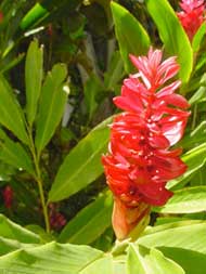 The gardens around Tree Tops abound with flowers.