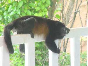 howler monkey on terrace