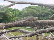 Iguana soaking up the sun.