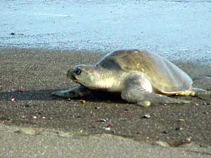 Olive Ridley Turtle on beach at Ostional near Nosara, San Juanillo and Tree Tops Bed and Breakfast