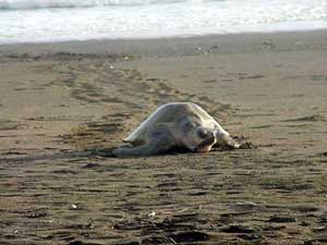 Olive Ridley Turtle at Ostional Wildlife Refuge in Costa Rica