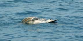 Sea turtle encounter on safari