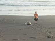 Sea turtles during arribadas.