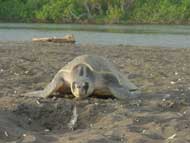Sea turtles during arribadas.