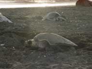 Sea turtles during arribadas.